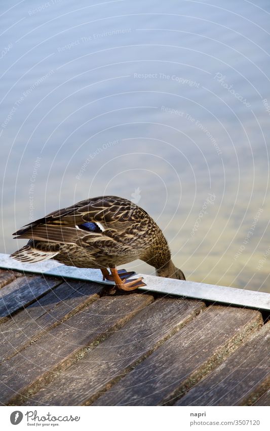 Check | Ente am Rand eines Badestegs. Bürzel See Steg Wasser Stockente Natur Tier 1 prüfen check nass vornüber vorsichtig braun Textfreiraum oben Am Rand