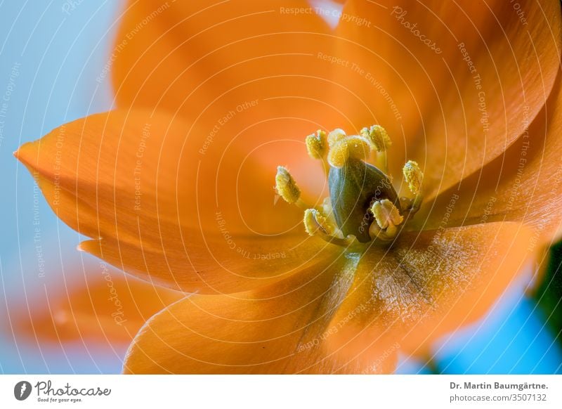 Ornithogalum dubium aus Südafrika orangefarben Milchstern Blume Pflanze Süden Afrika Ausdauer Stigmatisierung Unschärfe verschwommen Nahaufnahme Sonnenstern