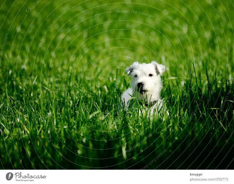 Frostie VII Natur Sonnenlicht Sommer Pflanze Gras Wiese Feld Tier Haustier Hund Tiergesicht Fell 1 Tierjunges beobachten Erholung hören stehen frech Glück