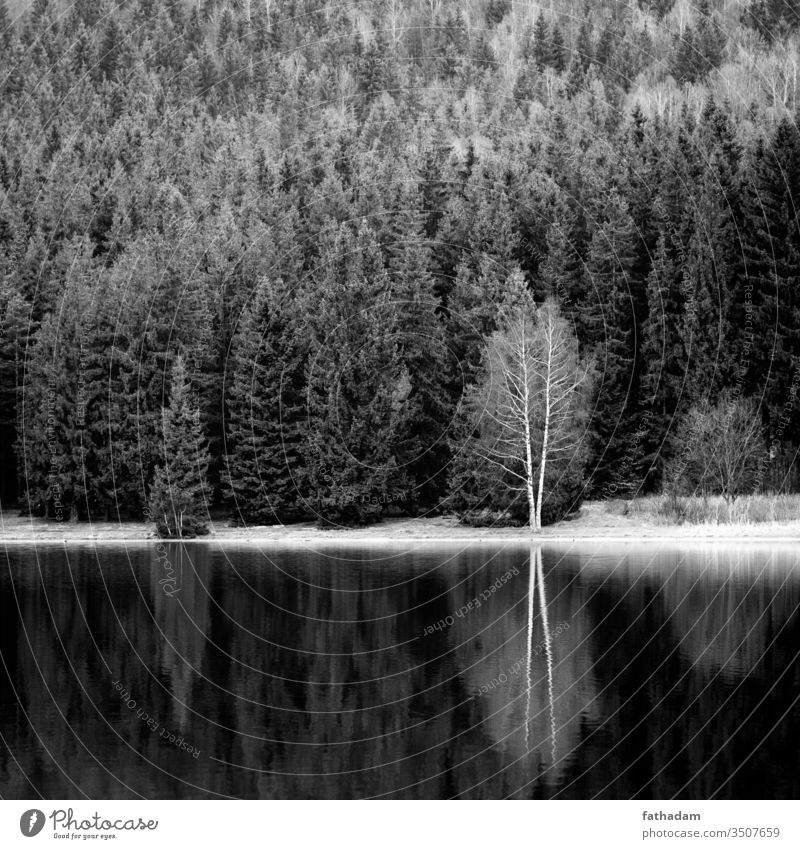 Bäume spiegeln sich im See in Schwarz-Weiß Baum Reflexion & Spiegelung Spiegelbild Schwarzweißfoto Wald Seeufer Monochrom Natur Umwelt Landschaft ruhig