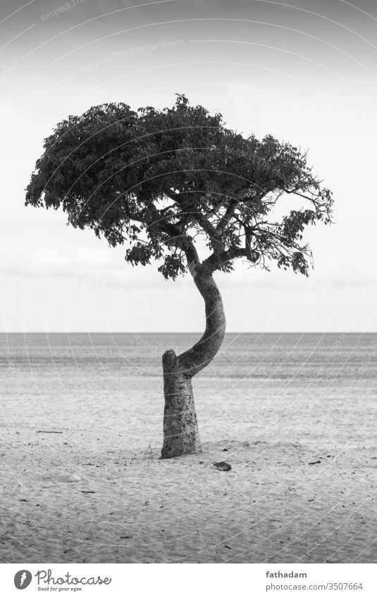 Einsamer Baum am Strand schwarz auf weiß Meer Küste Sand Ferien & Urlaub & Reisen Wellen Sommer Einsamkeit Kuba Varadero