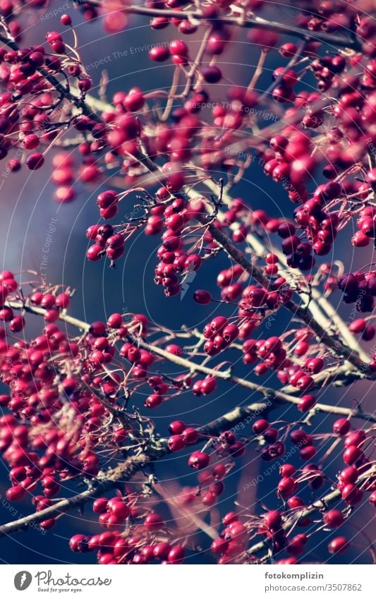 rote heckenbeeren Herbst Beerenfruchtstand Beerensträucher Fruchtstand beerenzweig herbstlich Herbstlicht Sträucher Schwache Tiefenschärfe Außenaufnahme