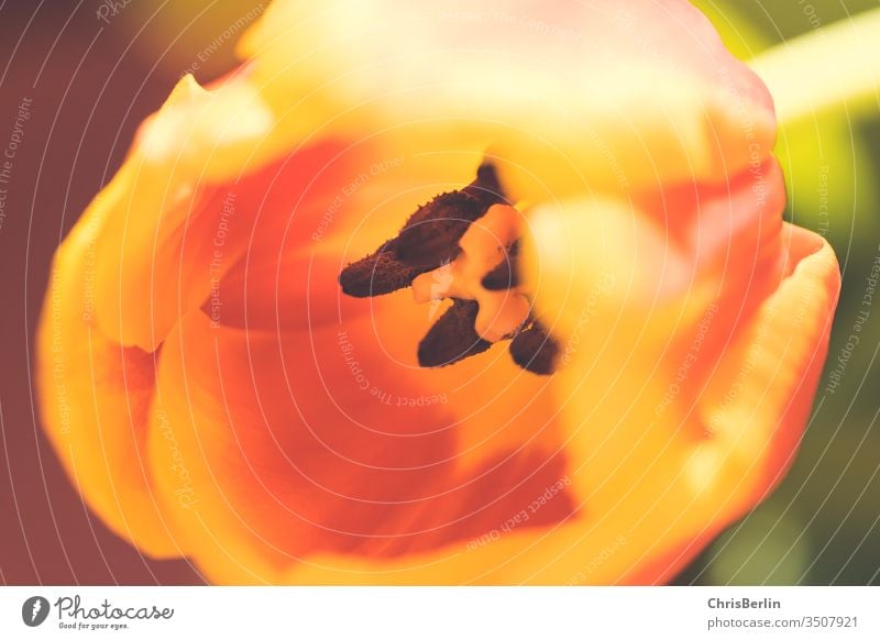 Makroaufnahme einer gelb orangenen Tulpe grün Natur Blume Frühling Blüte rot Pflanze Farbfoto Blühend mehrfarbig Blütenstempel