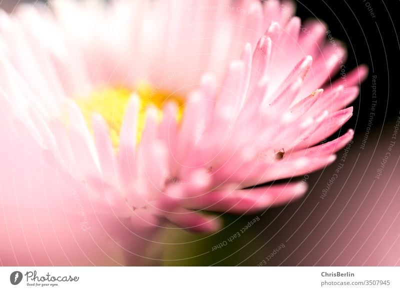 Gänseblümchen ganz nah Bellis perennis nahaufnahme Makro rosa zart Frühling Blume Detailaufnahme Garten Blühend Schwache Tiefenschärfe Farbfoto Makroaufnahme