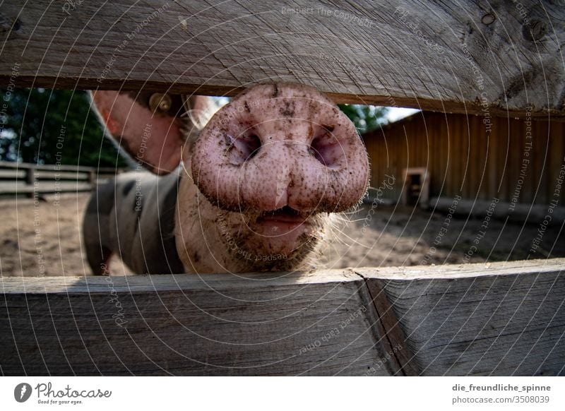 Schweinenase Scherzartikel weich  Fasching Bauernhof Schwein Grunzen Nase Löcher 