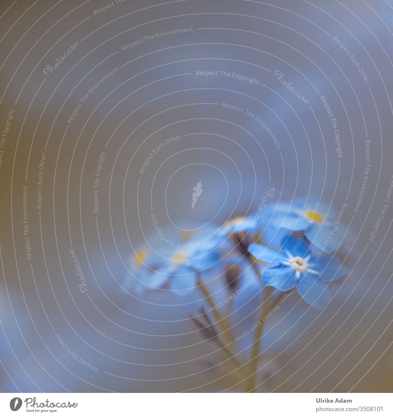 Frühling - Makro einer blauen Vergissmeinnicht Blüte Licht Textfreiraum oben Detailaufnahme Nahaufnahme Makroblüte Romantik Frühlingsgefühle Pflanze ruhig
