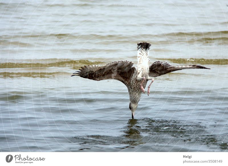 Sturzflug - Möwe stürzt senkrecht ins Wasser, um einen Fisch zu fangen Futtersuche Meer Ostsee Usedom fliegen stürzen Vogel Küste Außenaufnahme Natur Tag