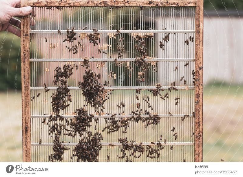 Bienenwabe im Aufbau Bienenstock Bienenwaben Bienenzucht Bienenkorb Honig Honigbiene Imkerei imkern Wabe Insekt Natur Kolonie Sommer Lebensmittel Bauernhof