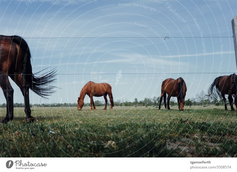 Pferdehintern Pferdeschwanz Pferdeweide Außenaufnahme Tier Tierporträt Menschenleer Weide Farbfoto Wiese Tag stehen Landschaft Fressen