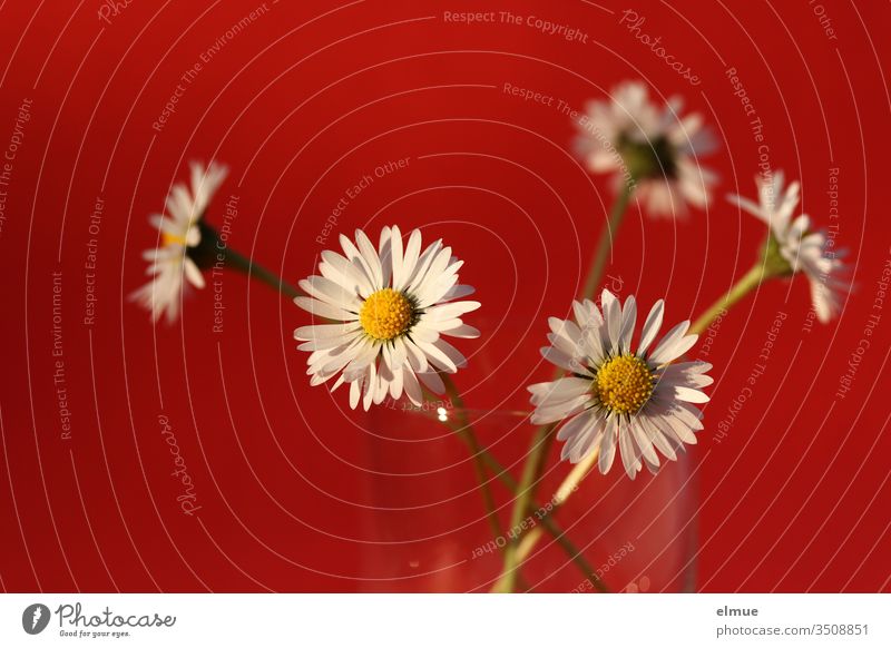fünf Gänseblümchen in einem Glas vor rotem Hintergrund Blume Maßliebchen Blütenblatt Körbblütler weiß Dekoration & Verzierung Natur Frühling Sommer