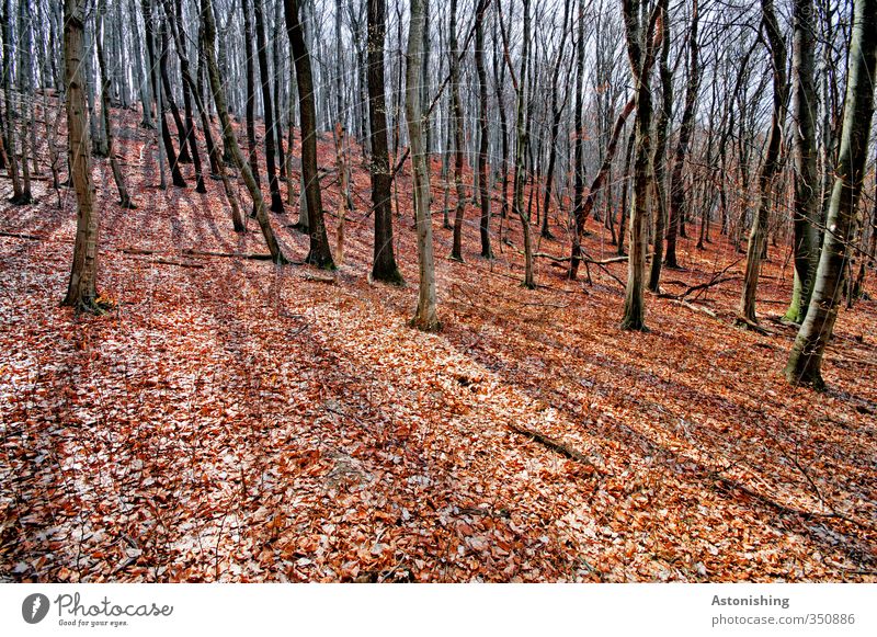 Herbstwald Umwelt Natur Landschaft Pflanze Himmel Sonne Sonnenlicht Frühling Wetter Schönes Wetter Wärme Baum Blatt Wald Hügel stehen dünn hoch rot schwarz