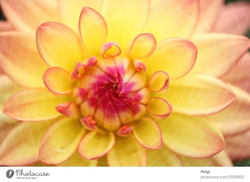 Zentrum einer gelb-roten Dahlienblüte Blume Blüte Pflanze Makroaufnahme Detailaufnahme Farbfoto Nahaufnahme Blütenblatt Sommer Garten blühen Mitte rosa pink