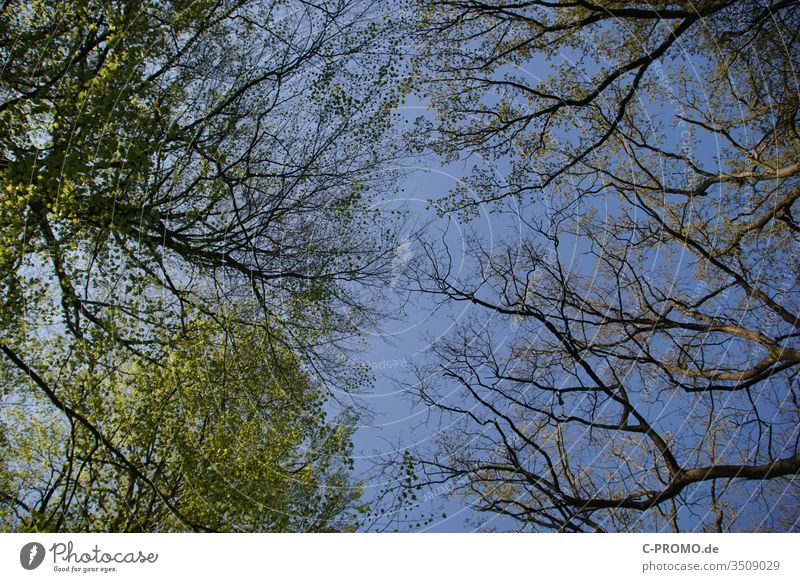 Blick in Himmel, gerahmt von Frühlingsbäumen Bäume blick von unten Blätter Laubbaum Wald