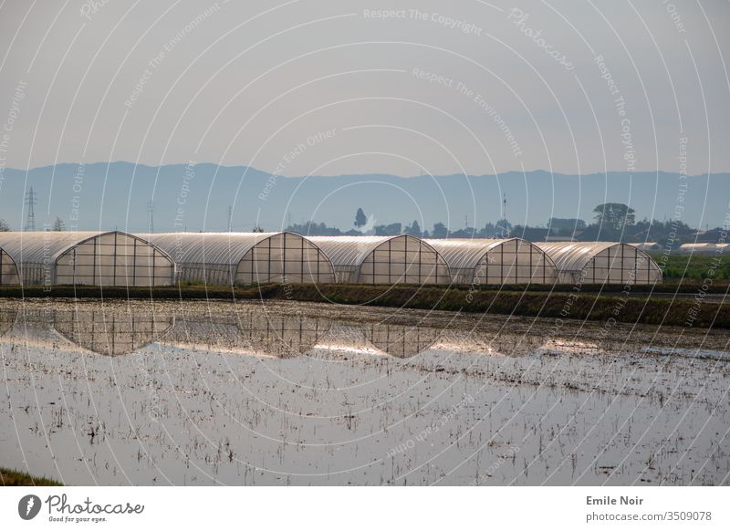 Reisfelder mit Gewächshäusern im Hintergrund Japan Feld Landwirtschaft Ackerbau Aso
