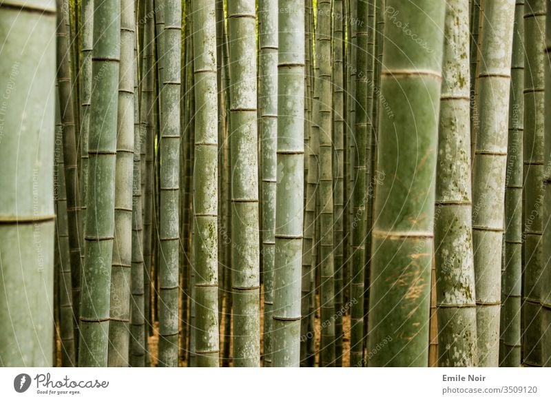 Bambuswald in Nahaufnahme Grün Japan Wald Asien Bambusrohr Hintergrund