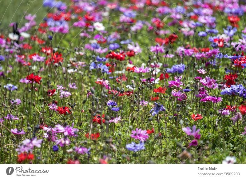 Bunte Blumenwiese Wiese bunt natur allergie heuschnupfen blühen Pflanzen farbenfroh farbig frühling sommer