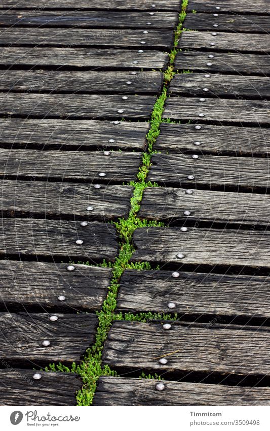 Symmetrie | weitgehend Steg Holz Moos Schraubenkopf Metall Linien grün schwarz Menschenleer