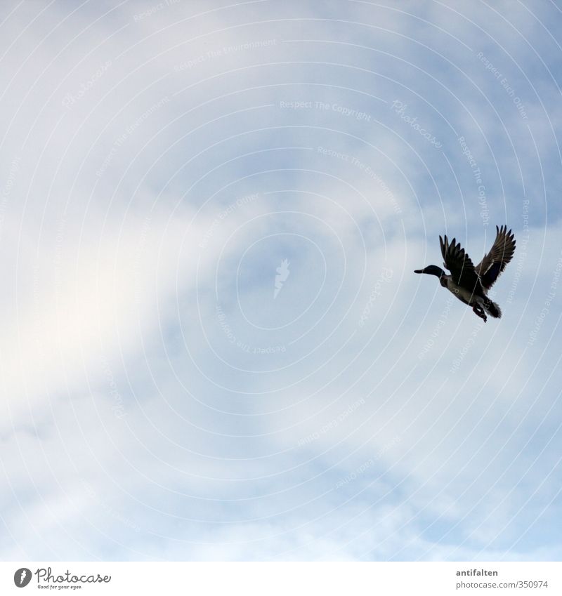 Abflug Himmel Wolken Schönes Wetter Tier Nutztier Tiergesicht Flügel Pfote Ente 1 fliegen Freundlichkeit Fröhlichkeit blau schwarz Freude Tierliebe Abenteuer