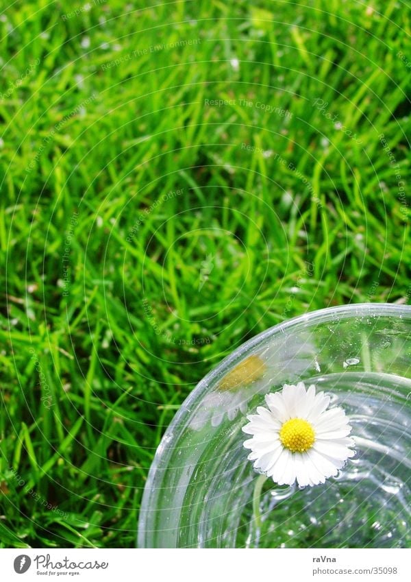 Lebenselixier Gänseblümchen Wasserglas Gras grün frisch daisy Rasen Glas Natur Pflanze Im Wasser treiben