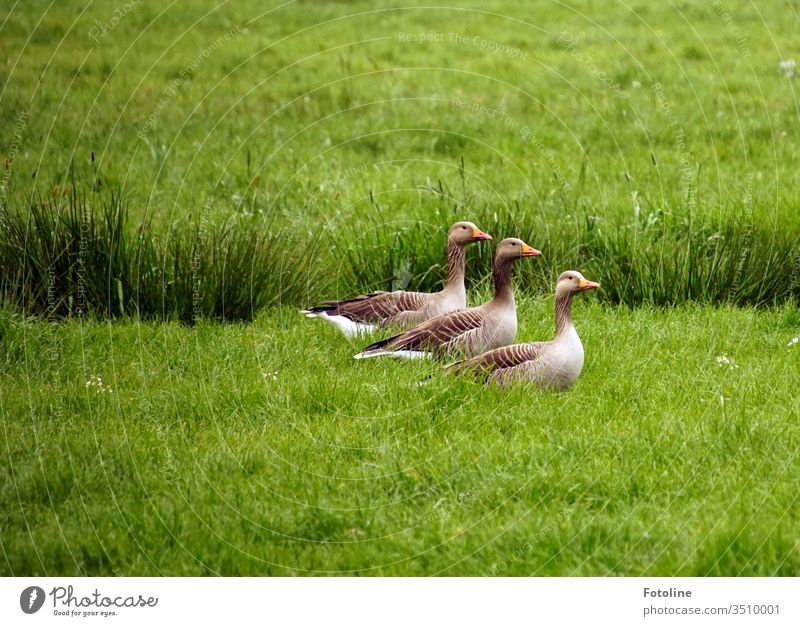 Die 3 Musketiere - oder 3 Gänse, die durch eine saftig grüne Wiese watscheln Vogel Tier Farbfoto Außenaufnahme Natur Tag Menschenleer Umwelt Wildtier Gras