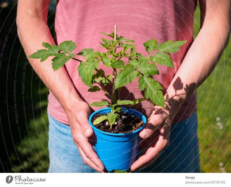 Mann hält junge Tomatenpflanze im Topf in seinen Händen, Nahaufnahme Hand halten gartenarbeit gärtnern topfpflanze natürlich Finger Arme Lichterscheinung