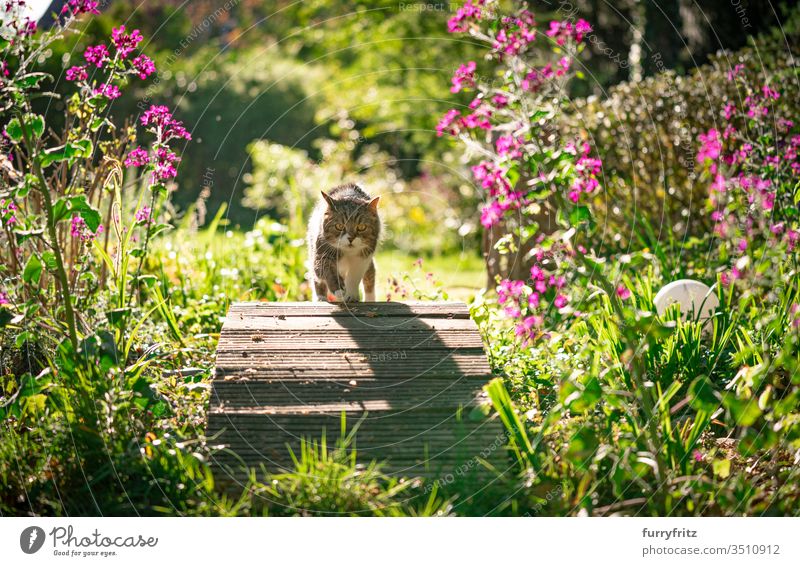 Katze, die an einem sonnigen Tag über eine kleine Holzbrücke eines Teiches in einem schönen Garten mit Blumen und Pflanzen geht Haustiere Rassekatze