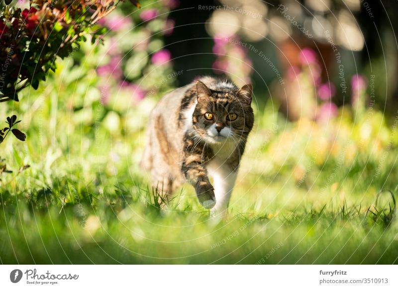 Katze geht im sonnigen Garten spazieren Haustiere Rassekatze Britisch Kurzhaar Tabby weiß im Freien Natur Botanik Pflanzen grün Rasen Wiese Gras Blick