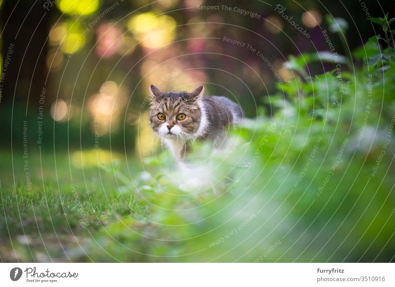Britisch Kurzhaar katze im Freien unterwegs im Garten spazieren Katze Haustiere Rassekatze Tabby weiß Natur Botanik Pflanzen grün Rasen Wiese Gras Blick