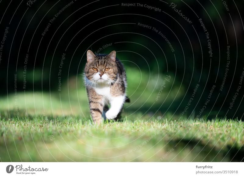 Britisch Kurzhaar Katze im Garten läuft im Sonnenlicht auf Kamera zu Haustiere Rassekatze Tabby weiß im Freien Natur grün Rasen Wiese Gras in die Kamera schauen