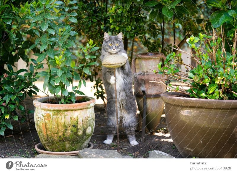 süße Maine Coon Katze im Garten macht Männchen Haustiere Rassekatze Langhaarige Katze weiß blau gestromt katzenhaft fluffig Fell im Freien Natur Botanik