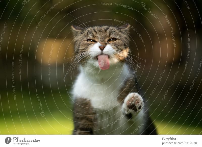 lustiges Porträt einer Britisch Kurzhaar Katze, die eine unsichtbare Scheibe ableckt Haustiere Rassekatze Tabby weiß im Freien Natur grün in die Kamera schauen