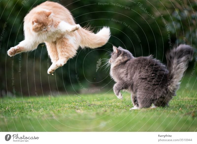 lustige verspielte Katzen springen im Garten Haustiere Rassekatze Langhaarige Katze Maine Coon weiß blau gestromt cremefarben Tabby Hirschkalb beige