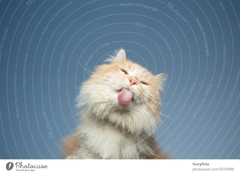 untersicht einer Maine Coon Katze, die unsichtbare Scheibe vor blauem Himmel leckt Haustiere Rassekatze Langhaarige Katze weiß cremefarben Tabby Hirschkalb