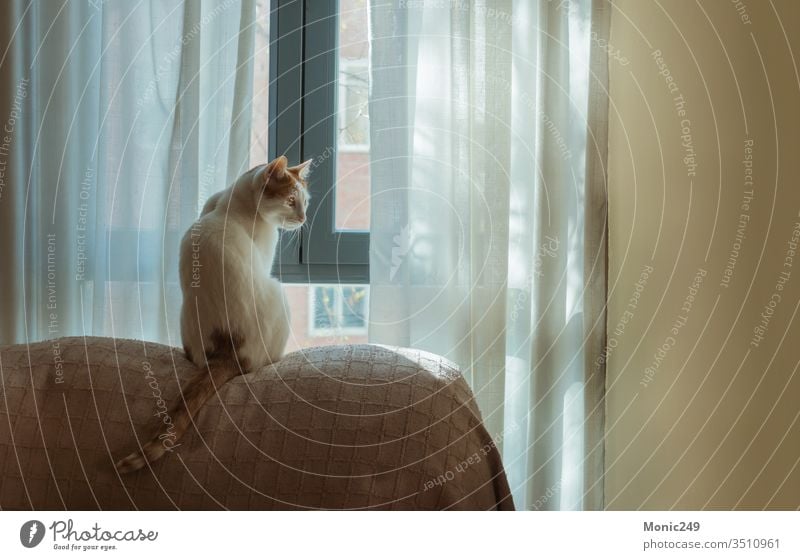 Weiße Katze mit Flecken vor dem Fenster lieblich bezaubernd Schmusekatze Haustier heimisch kuschlig Sofa heimwärts liebevoll grimmig weiß warm Tier züchten
