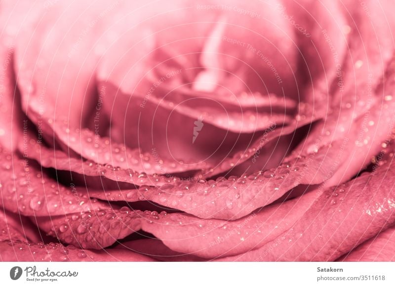 Süße Farbe der rosa Rose , Romantische Farbe natürlicher blumiger Hintergrund Roséwein schließen nach oben Blume Schönheit Blütenblatt frisch Frische