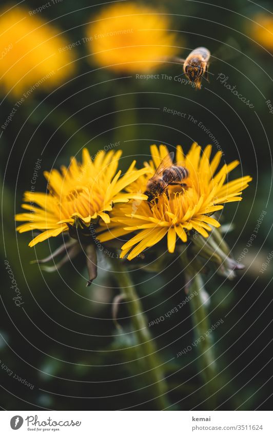 Bienen auf Löwenzahn-Blüte Blume Frühling gelb sitzen Nahaufnahme Makroaufnahme Ganzkörper Insekt Tier Wildtier bestäuben grün fliegen Anflug besetzt warten