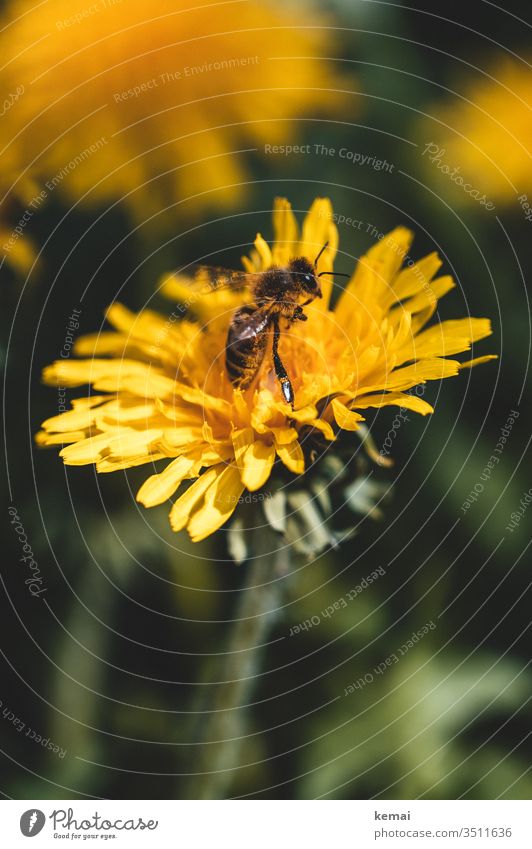 Biene auf Löwenzahn-Blüte Blume Frühling gelb sitzen schauen Nahaufnahme Makroaufnahme Ganzkörper Insekt Tier Wildtier bestäuben grün