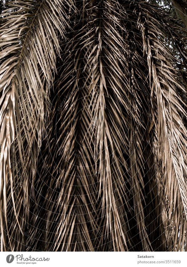 Braune Streifen von trockenen Palmblattteilen. Abstrakter Hintergrund Handfläche Blätter Blatt trocknen Textur Stroh Natur getrocknet Muster Nahaufnahme