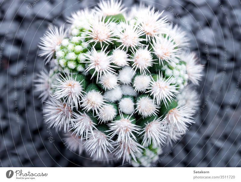 Kaktusart Mammillaria vetula gracilis , Arizona Schneekappe Sukkulente mammillaria Natur grün weiß Pflanze Topf Schneekugel schön Dekoration & Verzierung