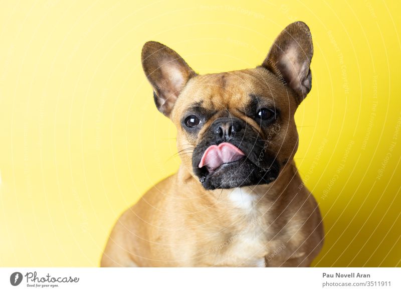 Süße französische Bulldogge auf gelbem Hintergrund mit ausgestreckter Zunge Französisch vereinzelt Aus braun Hund lustig Porträt Welpe Schönheit Eckzahn