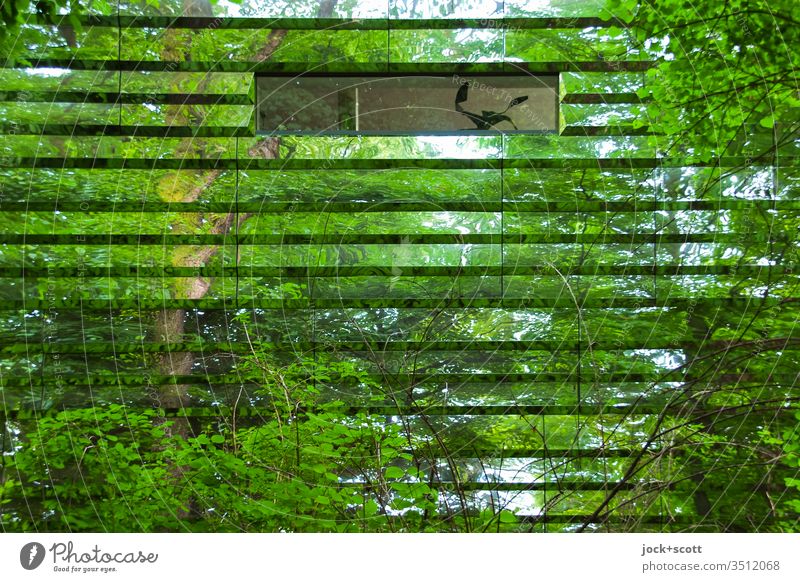verborgenes Haus im Wald modern Reflexion & Spiegelung Strukturen & Formen Detailaufnahme Architektur Fenster grün abstrakt Stil Illusion Sträucher