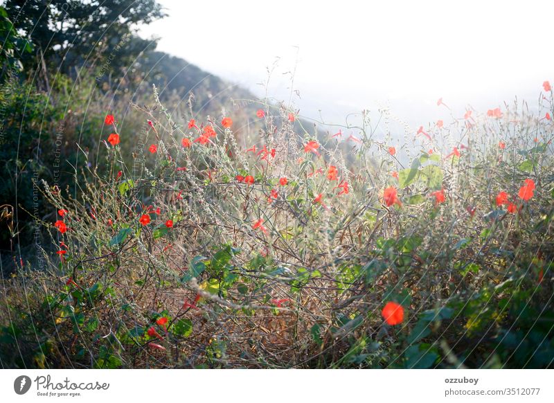 Blumen blühen in der Wildnis Blüte wild Natur im Freien Sonnenlicht Textfreiraum Hintergrund Pflanze rot Tag Gras Selektiver Fokus