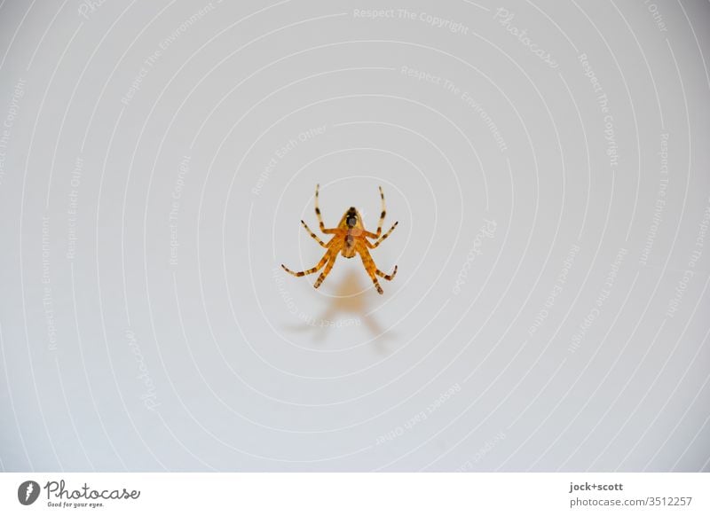 Spinnen am seidenen Faden Freisteller minimalistisch Tierwelt Insekt Hintergrund neutral authentisch hängen Gliederfüßer acht Beine warten Tierverhalten