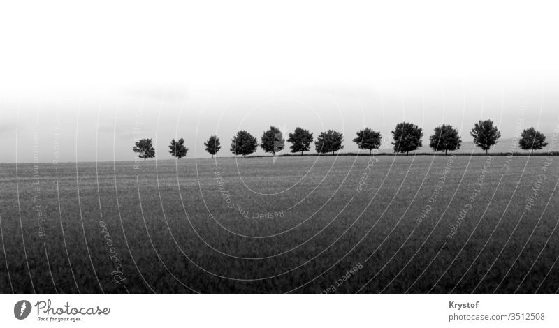 Baumlinie in Schwarz-Weiß Linie schwarz-weiß Natur Landschaft minimalistisch abscart Feld