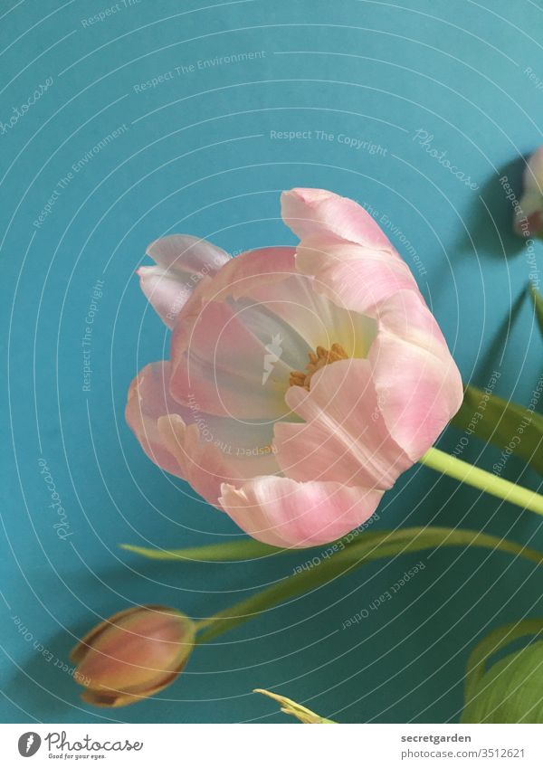erblühend. Tulpe Tulpenblüte Tulpenknospe Blumenstrauß rosa türkis minimalistisch Wand Farbe Frühling Pflanze Farbfoto Blühend Innenaufnahme Blüte grün Tag