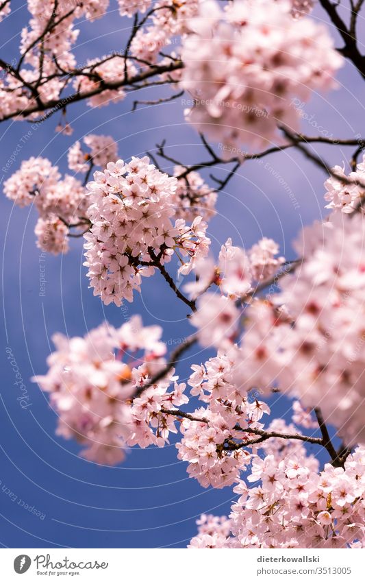 Kirschblüten im Frühling Kirsche rosa Blüte Kirschbaum Ast Blühend Natur Zweig blau Himmel Farbfoto Außenaufnahme schön Pflanze Park Schönes Wetter Menschenleer