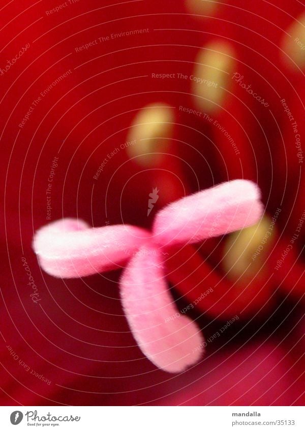 rosa-rot Blume 3 aufmachen Unschärfe Stempel Makroaufnahme