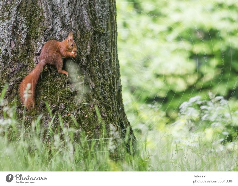 Hochsitz Umwelt Natur Landschaft Pflanze Tier Baum Gras Wildtier Fell Krallen Pfote 1 Abenteuer stagnierend Zufriedenheit Eichhörnchen Farbfoto Außenaufnahme