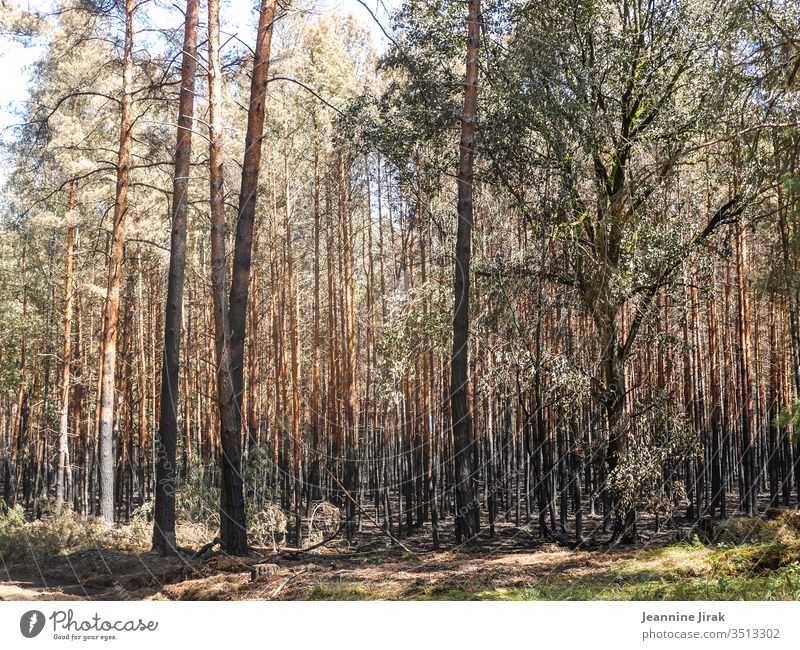 Nach dem Waldbrand Umweltschaden Trockenheit Farbfoto Natur Feuer Brand verkohlt