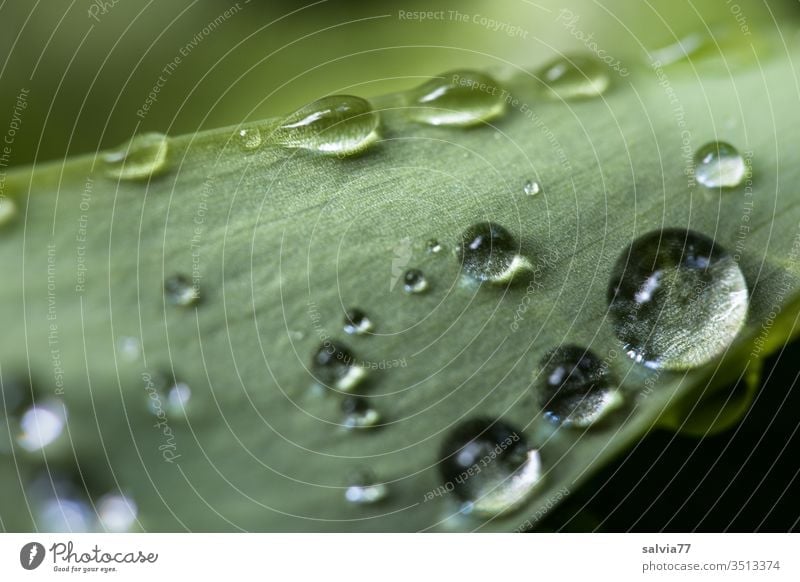 Regentropfen auf einem Blatt Natur Tropfen rund Wasser grün nass Garten frisch Makroaufnahme Pflanze Frühling glänzend Schwache Tiefenschärfe Tau Menschenleer